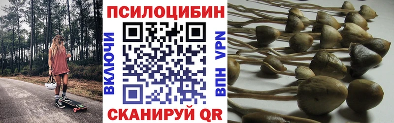 где можно купить наркотик  Ардон  Псилоцибиновые грибы прущие грибы 